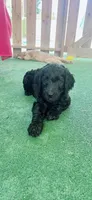 Sky, a female Goldendoodle for sale in Riverside, CA – 3 of 5