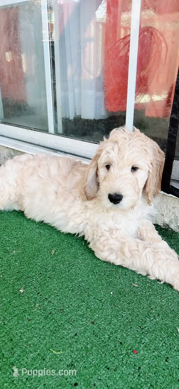 Charlie – Goldendoodle puppy for sale in Riverside, CA