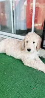 Charlie, a male Goldendoodle for sale in Riverside, CA – 1 of 3