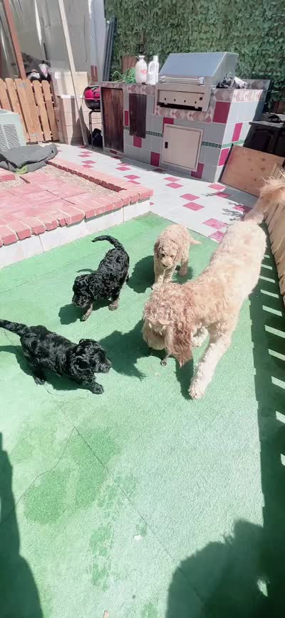 Bella, a female Goldendoodle for sale in Riverside, CA – 3 of 3
