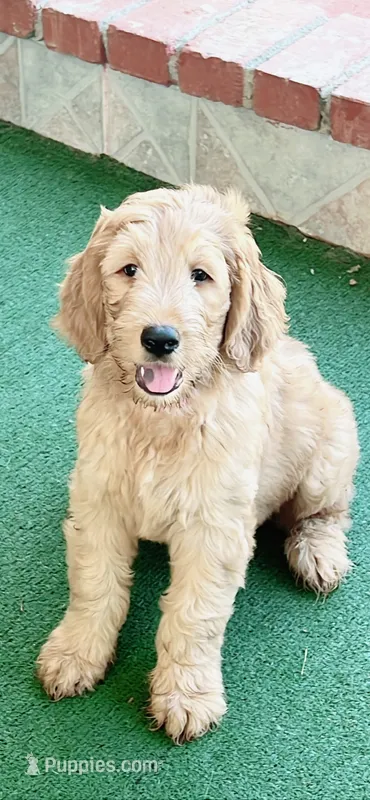 Bailey – Goldendoodle puppy for sale in Riverside, CA