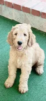 Bailey, a female Goldendoodle for sale in Riverside, CA – 1 of 3