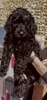 Harley, a female Goldendoodle for sale in Riverside, CA – 1 of 4