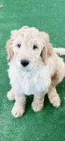 Charlie, a male Goldendoodle for sale in Riverside, CA – 2 of 3