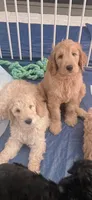 Charlie, a male Goldendoodle for sale in Riverside, CA – 3 of 3