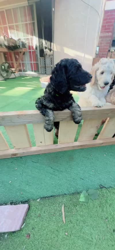 Harley, a female Goldendoodle for sale in Riverside, CA – 4 of 4