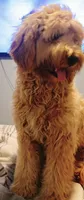 Moose, a male Goldendoodle for sale in Riverside, CA – 3 of 5