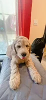 Bailey, a female Goldendoodle for sale in Riverside, CA – 2 of 3