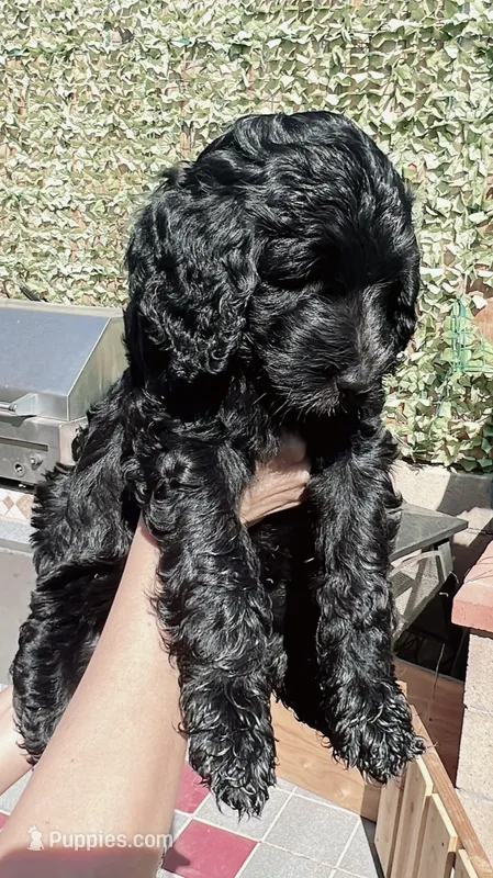 Sky – Goldendoodle puppy for sale in Riverside, CA