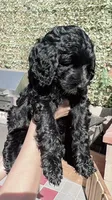 Sky, a female Goldendoodle for sale in Riverside, CA – 1 of 5