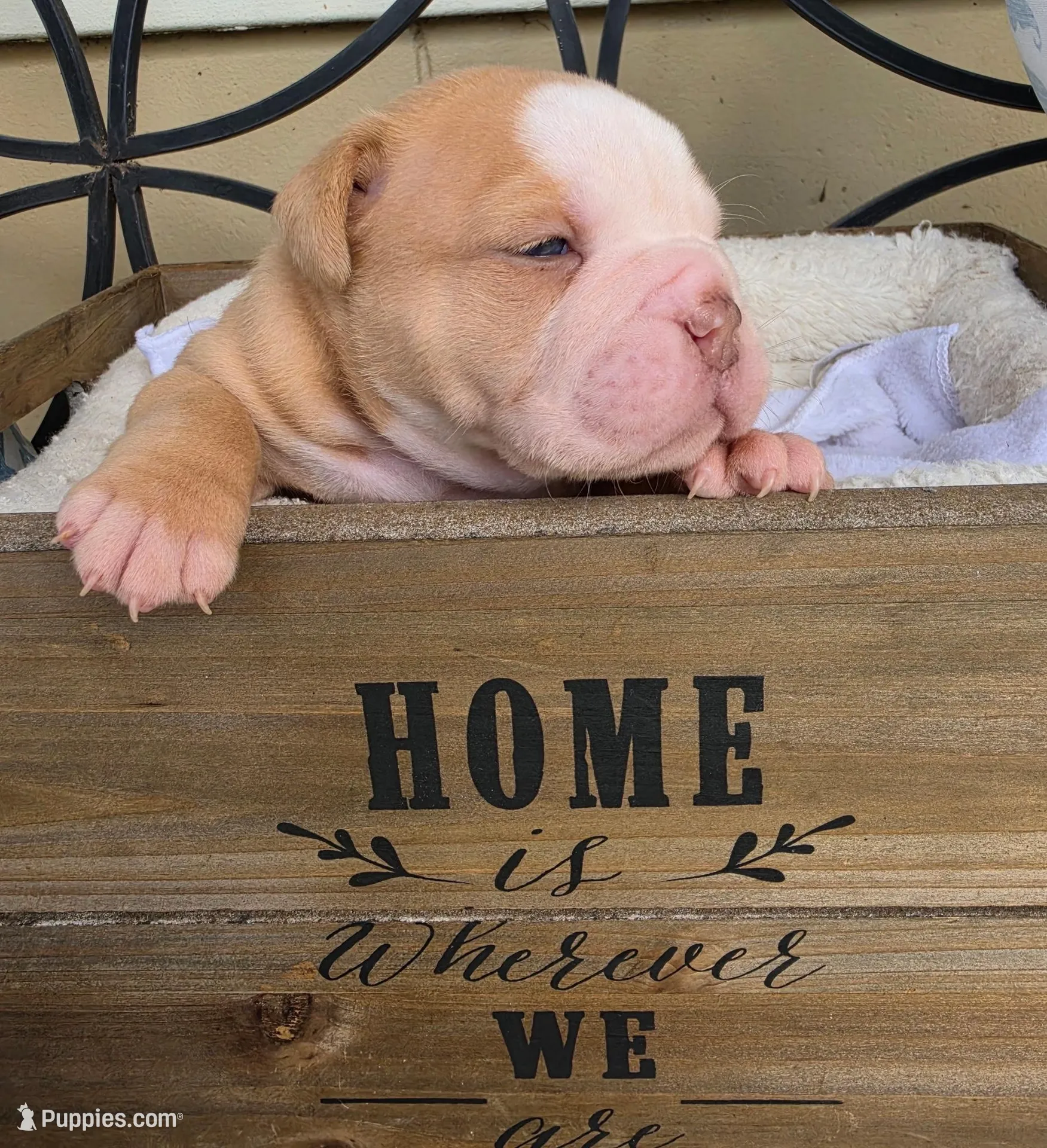 Hank – Olde English Bulldogge puppy for sale in Orlando, FL