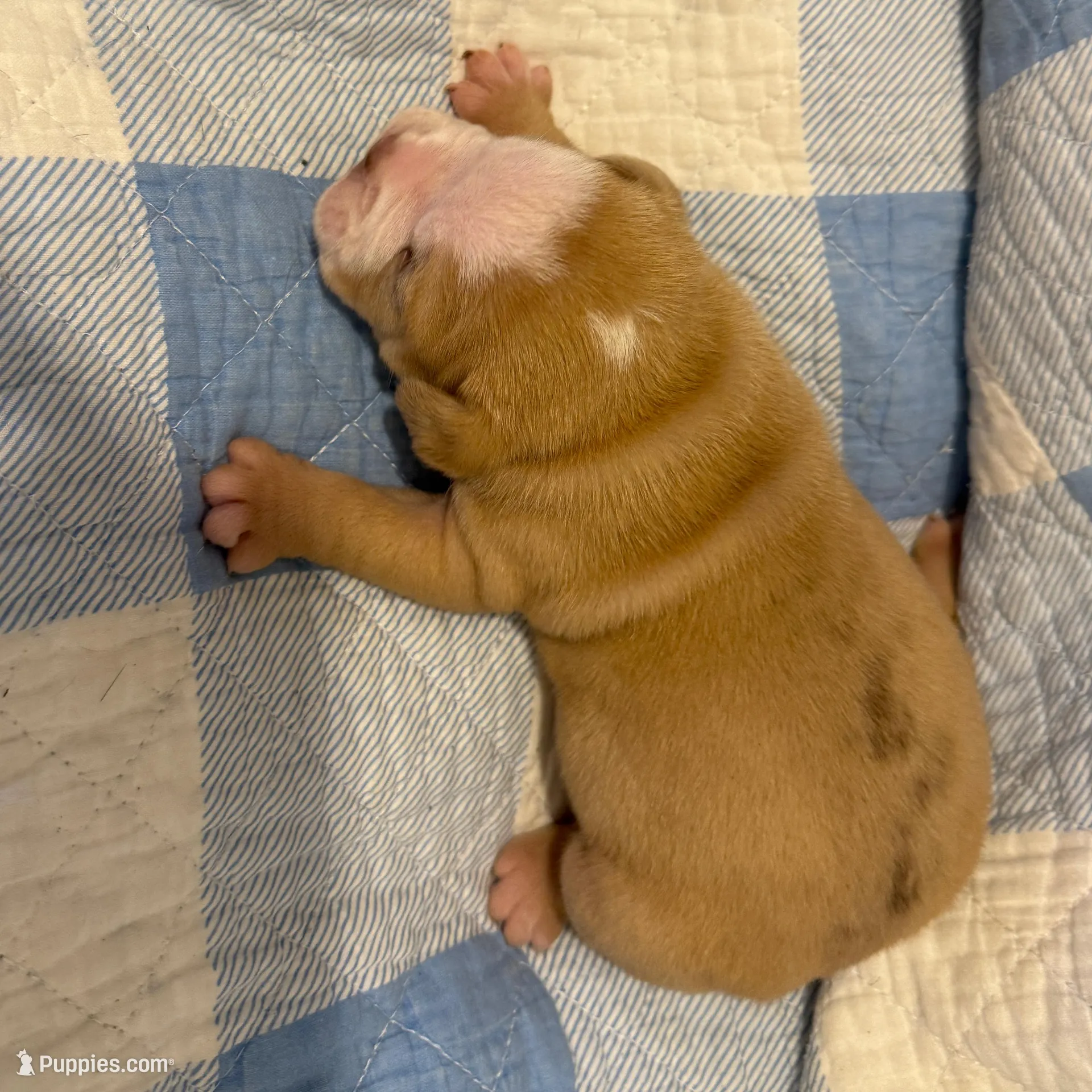 Hank, a male Olde English Bulldogge for sale in Orlando, FL – Photo 3 of 5