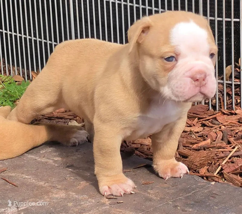 Hank – Olde English Bulldogge puppy for sale in Orlando, FL