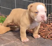 Hank, a male Olde English Bulldogge for sale in Orlando, FL – Photo 3 of 8
