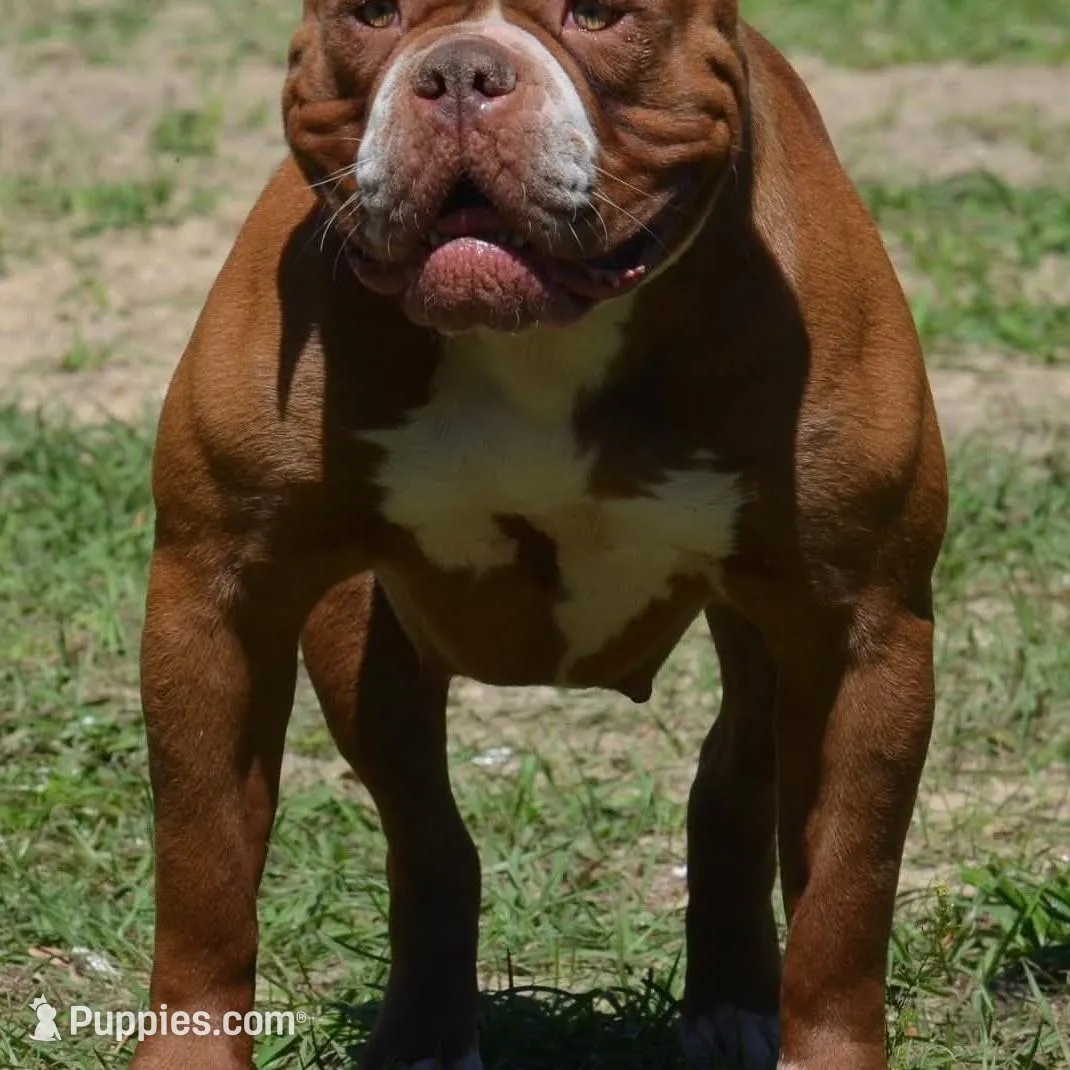 Hank, a male Olde English Bulldogge for sale in Orlando, FL – Photo 5 of 5