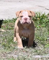 Hank, a male Olde English Bulldogge for sale in Orlando, FL – Photo 2 of 8