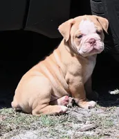 Hank, a male Olde English Bulldogge for sale in Orlando, FL – Photo 1 of 8