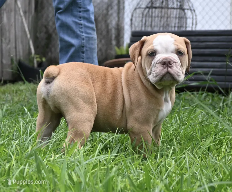 Hank – Olde English Bulldogge puppy for sale in Orlando, FL