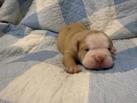 Hank, a male Olde English Bulldogge for sale in Orlando, FL – Photo 1 of 5