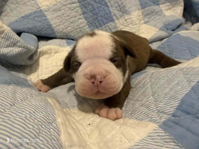 Sasha – Olde English Bulldogge puppy for sale in Orlando, FL