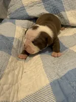 Sasha, a female Olde English Bulldogge for sale in Orlando, FL – Photo 3 of 6