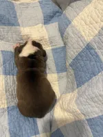 Sasha, a female Olde English Bulldogge for sale in Orlando, FL – Photo 4 of 6