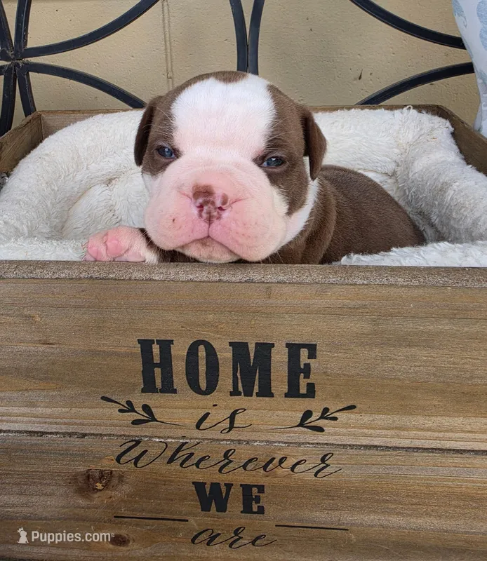 Sasha – Olde English Bulldogge puppy for sale in Orlando, FL