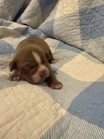 Maverick, a male Olde English Bulldogge for sale in Orlando, FL – Photo 3 of 6