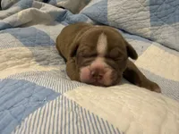 Maverick, a male Olde English Bulldogge for sale in Orlando, FL – Photo 1 of 6