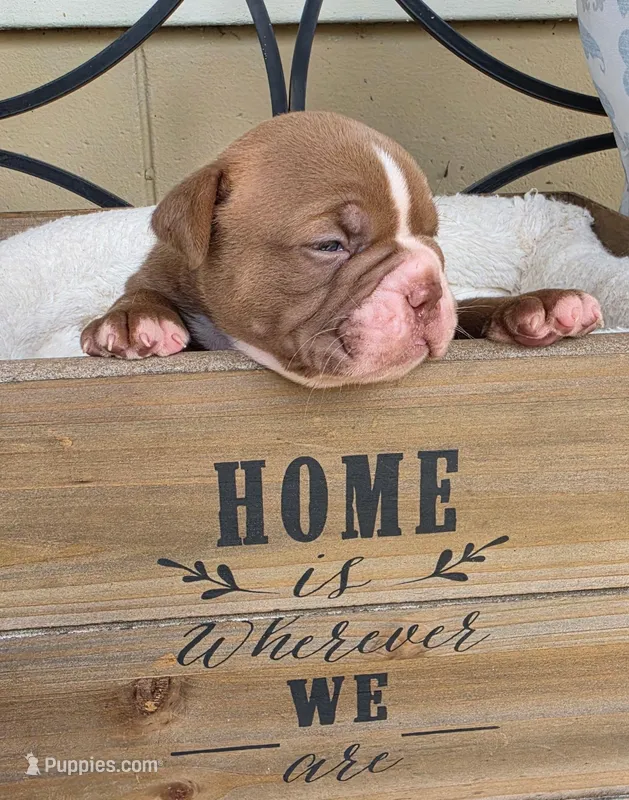 Maverick – Olde English Bulldogge puppy for sale in Orlando, FL