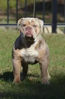 Maverick, a male Olde English Bulldogge for sale in Orlando, FL – Photo 5 of 6