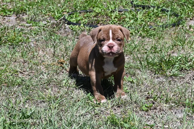 Maverick – Olde English Bulldogge puppy for sale in Orlando, FL