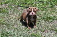 Maverick, a male Olde English Bulldogge for sale in Orlando, FL – Photo 1 of 8