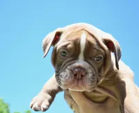 Maverick, a male Olde English Bulldogge for sale in Orlando, FL – Photo 2 of 8