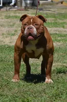 Sasha, a female Olde English Bulldogge for sale in Orlando, FL – Photo 4 of 5