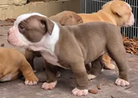 Sasha, a female Olde English Bulldogge for sale in Orlando, FL – Photo 2 of 5