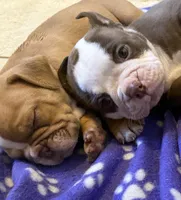 Sasha, a female Olde English Bulldogge for sale in Orlando, FL – Photo 3 of 5