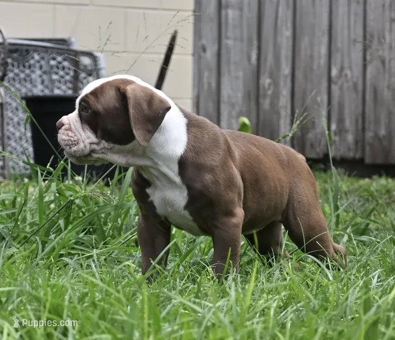 Sasha – Olde English Bulldogge puppy for sale in Orlando, FL