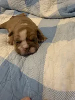 Lena , a female Olde English Bulldogge for sale in Orlando, FL – Photo 3 of 5