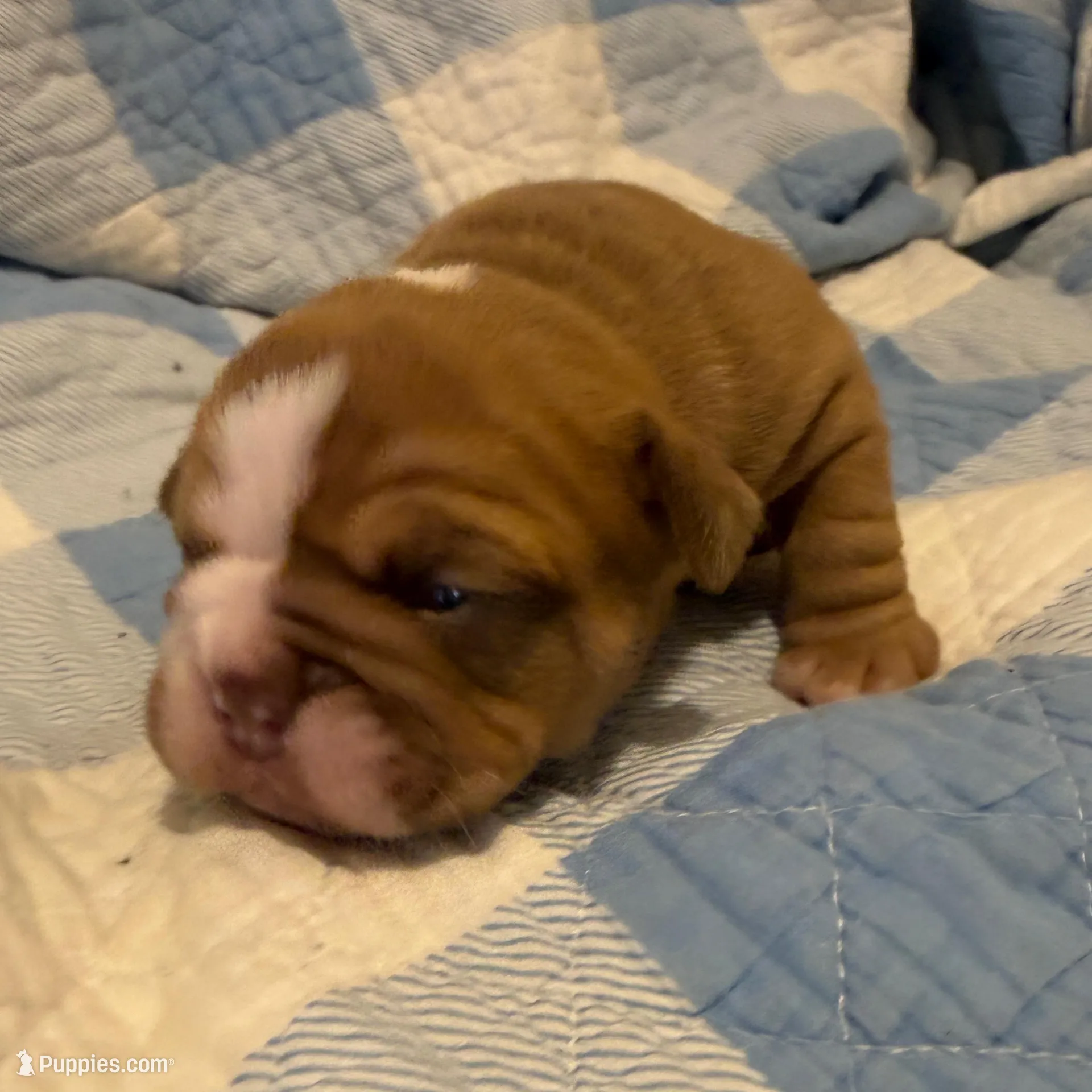 Lena , a female Olde English Bulldogge for sale in Orlando, FL – Photo 2 of 5