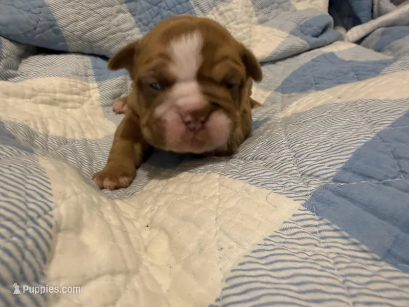 Lena  – Olde English Bulldogge puppy on hold in Orlando, FL