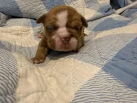 Lena , a female Olde English Bulldogge for sale in Orlando, FL – Photo 1 of 5