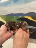 Prince, a male Miniature Dachshund for sale in Belmont, NC – 6 of 6