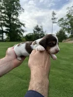 Wylie , a male Miniature Dachshund for sale in Belmont, NC – 3 of 3
