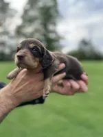 Moose , a male Miniature Dachshund for sale in Belmont, NC – 2 of 4