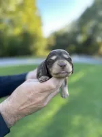 Mocha , a female Miniature Dachshund for sale in Belmont, NC – 2 of 3