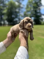 Mocha, a male Miniature Dachshund for sale in Belmont, NC – 4 of 5
