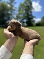 Mocha, a male Miniature Dachshund for sale in Belmont, NC – 5 of 5