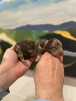 Prince, a male Miniature Dachshund for sale in Belmont, NC – 5 of 6