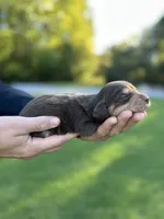 Mocha , a female Miniature Dachshund for sale in Belmont, NC – 3 of 3